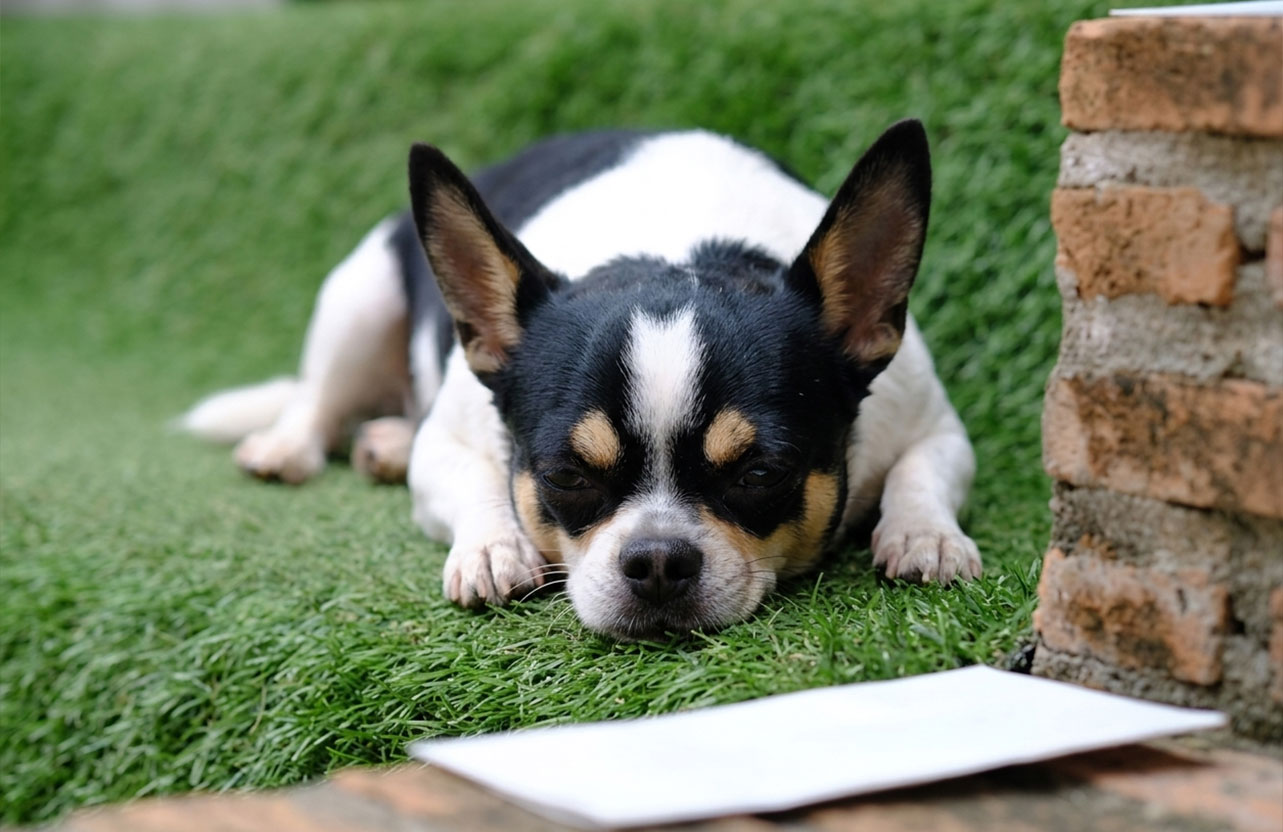 pet-turf-gallery-03