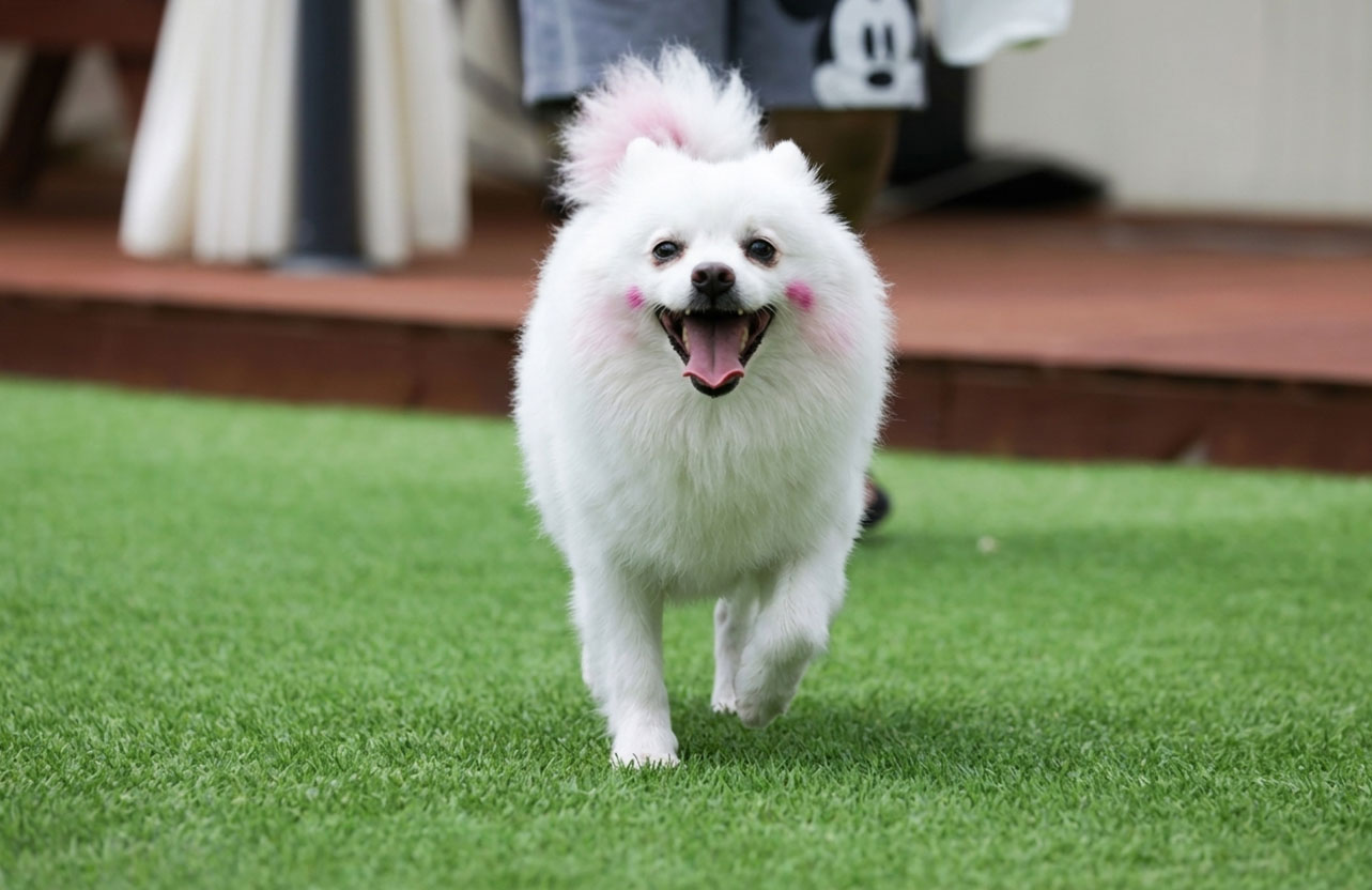 pet-turf-gallery-06