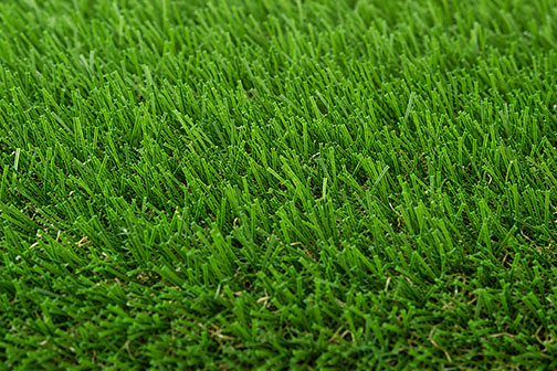 turf grass